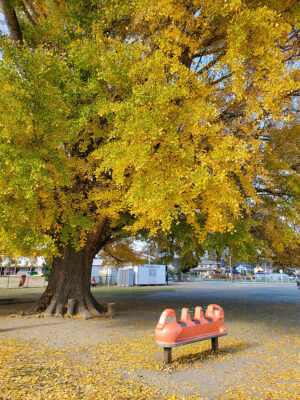 豊川市豊津町の大和ちびっこ広場にある「大和の大いちょう」|The Great Ginkgo Tree of Yamato at Yamato Children's Park in Toyotsu-cho, Toyokawa City