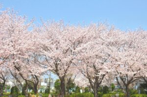 花見豊川市小坂井中央公園の桜に近い和菓子屋こざかいとらや|sakuracyuuoukouennnichikaiwagashiya