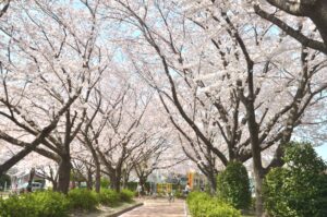 花見豊川市小坂井中央公園の桜に近い和菓子屋こざかいとらや|sakuracyuuoukouennnichikaiwagashiya