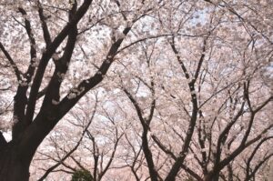 花見豊川市小坂井中央公園の桜に近い和菓子屋こざかいとらや|sakuracyuuoukouennnichikaiwagashiya