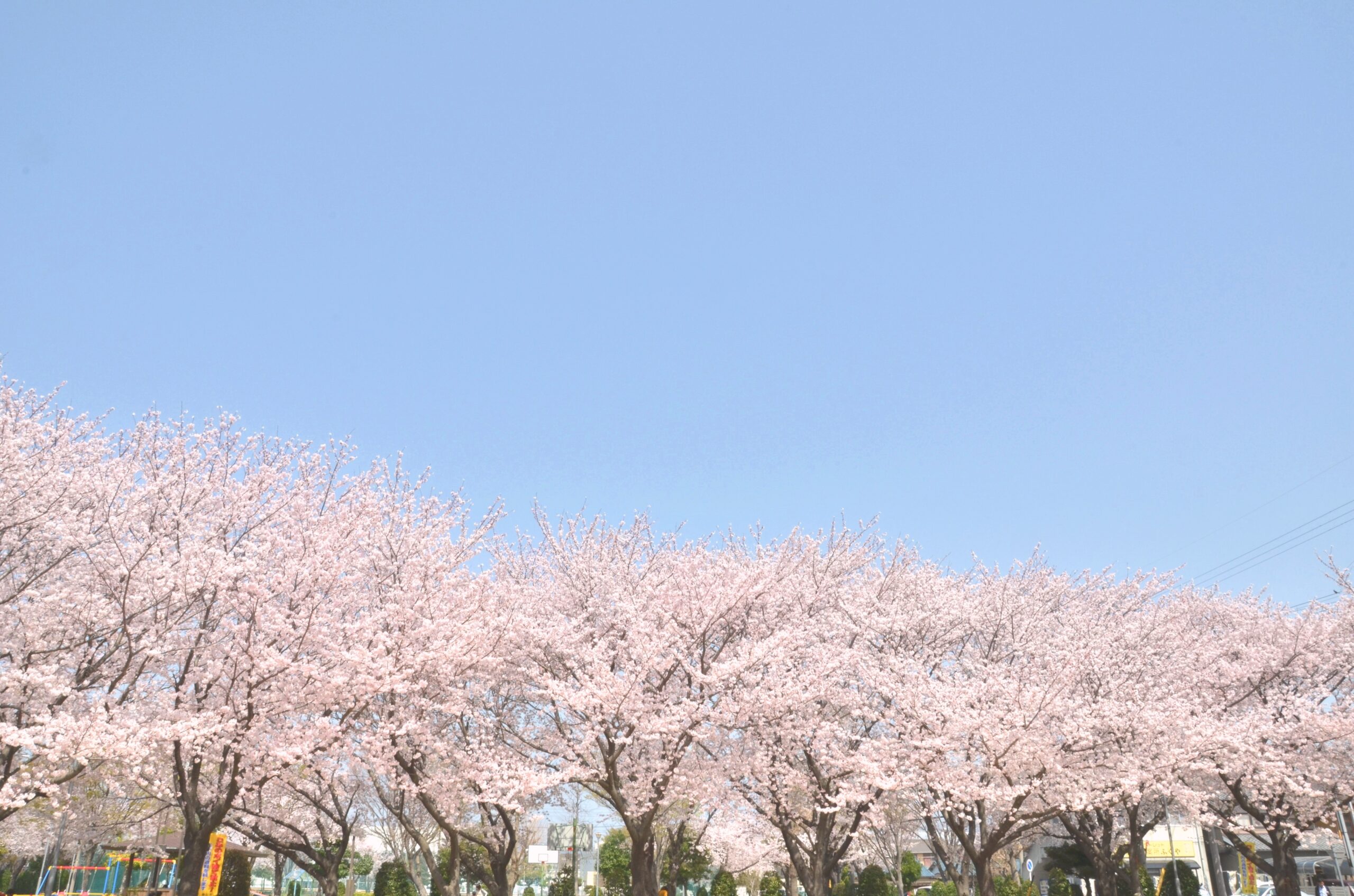 花見豊川市小坂井中央公園の桜に近い和菓子屋こざかいとらや｜sakuracyuuoukouennnichikaiwagashiya　